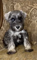 Blue eyed S&P Boy #2, a male Miniature Schnauzer for sale in The Rock, GA – 1 of 7