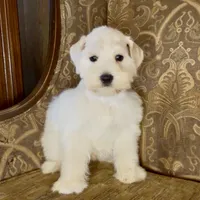 White Wheaten Megacoat Boy, a male Miniature Schnauzer for sale in The Rock, GA – Photo 3 of 9