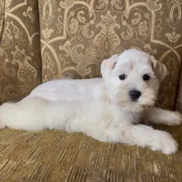 White Wheaten Megacoat Boy, a male Miniature Schnauzer for sale in The Rock, GA – Photo 5 of 9