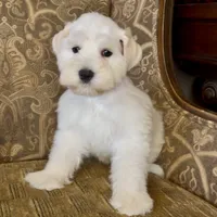 White Wheaten Megacoat Boy, a male Miniature Schnauzer for sale in The Rock, GA – Photo 6 of 9
