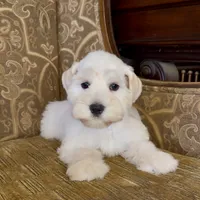 White Wheaten Megacoat Boy, a male Miniature Schnauzer for sale in The Rock, GA – Photo 4 of 9