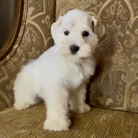 White Wheaten Megacoat Boy, a male Miniature Schnauzer for sale in The Rock, GA – Photo 9 of 9