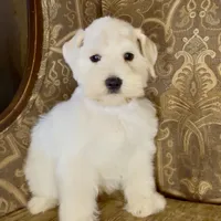 White Wheaten Megacoat Boy, a male Miniature Schnauzer for sale in The Rock, GA – Photo 7 of 9