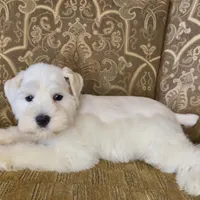 White Wheaten Megacoat Boy, a male Miniature Schnauzer for sale in The Rock, GA – Photo 8 of 9