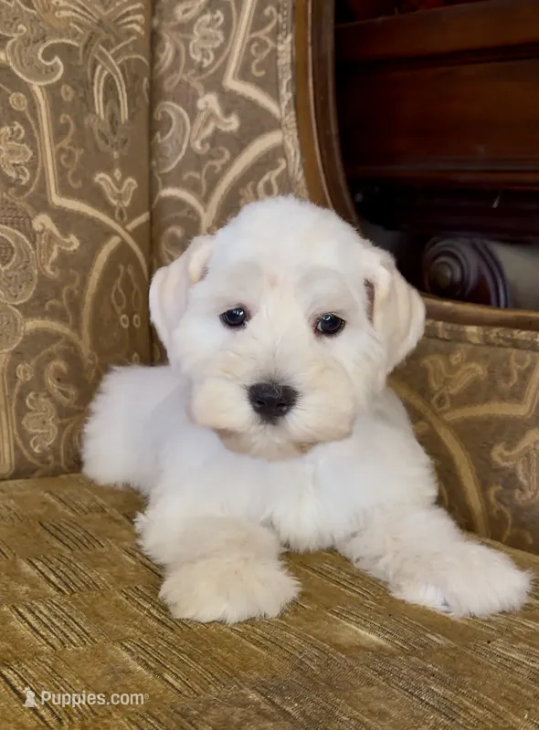 White Wheaten Megacoat Boy