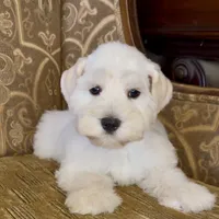 White Wheaten Megacoat Boy, a male Miniature Schnauzer for sale in The Rock, GA – Photo 1 of 9