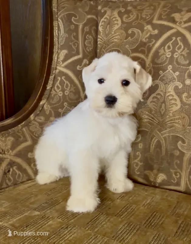 White Wheaten Megacoat Boy