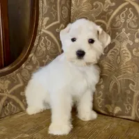 White Wheaten Megacoat Boy, a male Miniature Schnauzer for sale in The Rock, GA – Photo 2 of 9