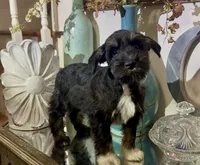 Black Tuxedo Boy 1, a male Miniature Schnauzer for sale in The Rock, GA – 8 of 8