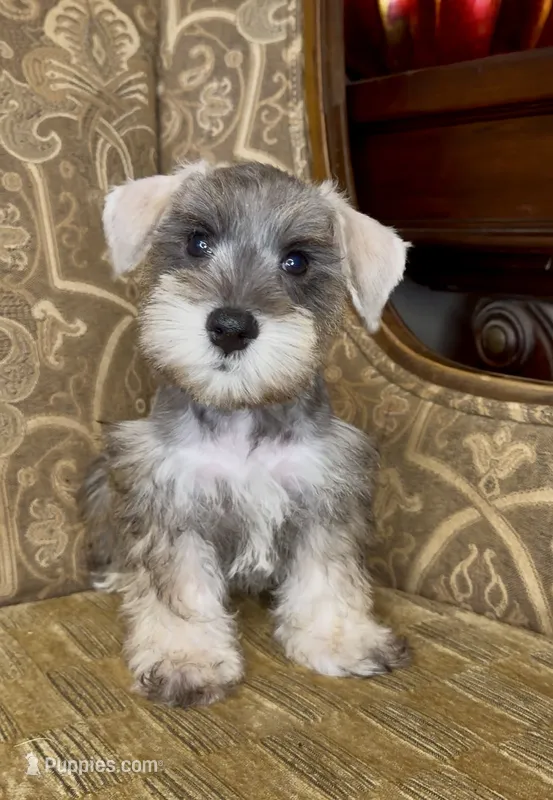 Salt & Pepper Boy – Miniature Schnauzer puppy for sale in The Rock, GA