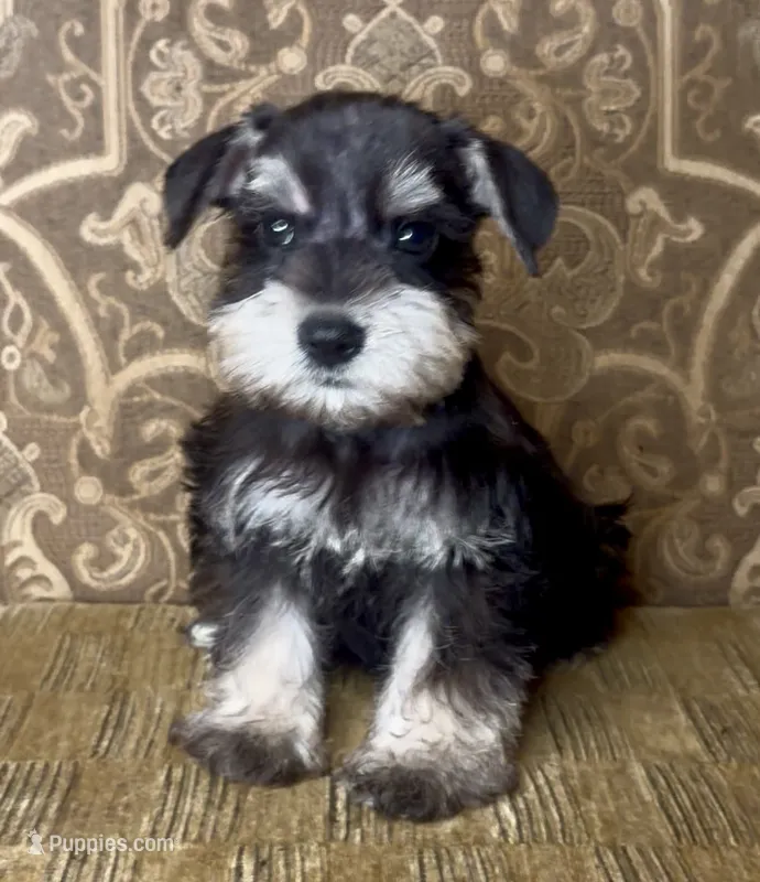 Black & Silver Girl – Miniature Schnauzer puppy for sale in The Rock, GA