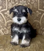 Black & Silver Girl, a female Miniature Schnauzer for sale in The Rock, GA – 1 of 5