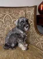 Blue eyed S&P Boy #2, a male Miniature Schnauzer for sale in The Rock, GA – 4 of 7