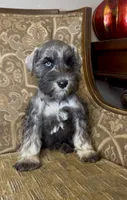 Blue eyed S&P Boy #2, a male Miniature Schnauzer for sale in The Rock, GA – 6 of 7