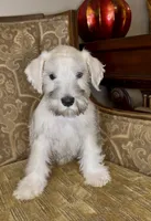 Platinum Boy, a male Miniature Schnauzer for sale in The Rock, GA – 3 of 6