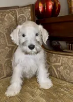 Platinum Boy, a male Miniature Schnauzer for sale in The Rock, GA – 4 of 6