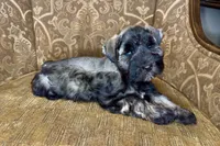 Blue eyed Dark S&P Boy #1, a male Miniature Schnauzer for sale in The Rock, GA – 2 of 7