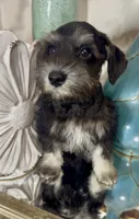 Black & Silver Boy 3, a male Miniature Schnauzer for sale in The Rock, GA – 3 of 8