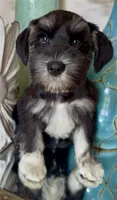 Black & Silver Girl, a female Miniature Schnauzer for sale in The Rock, GA – 5 of 8