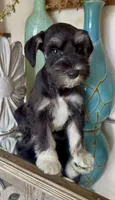 Black & Silver Girl, a female Miniature Schnauzer for sale in The Rock, GA – 8 of 8