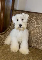 White Wheaten Boy 1, a male Miniature Schnauzer for sale in The Rock, GA – Photo 6 of 8