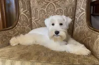 White Wheaten Boy 1, a male Miniature Schnauzer for sale in The Rock, GA – Photo 3 of 8