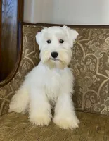 White Wheaten Boy 1, a male Miniature Schnauzer for sale in The Rock, GA – Photo 4 of 8