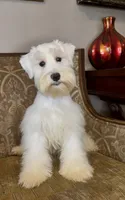 White Wheaten Boy 1, a male Miniature Schnauzer for sale in The Rock, GA – Photo 5 of 8