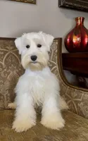 White Wheaten Boy 1, a male Miniature Schnauzer for sale in The Rock, GA – Photo 1 of 8