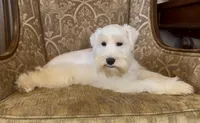 White Wheaten Boy 1, a male Miniature Schnauzer for sale in The Rock, GA – Photo 8 of 8