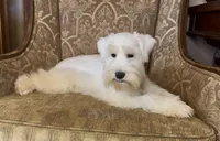 White Wheaten Boy 1, a male Miniature Schnauzer for sale in The Rock, GA – Photo 7 of 8