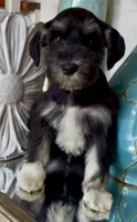 Black & Silver Girl, a female Miniature Schnauzer for sale in The Rock, GA – 7 of 8