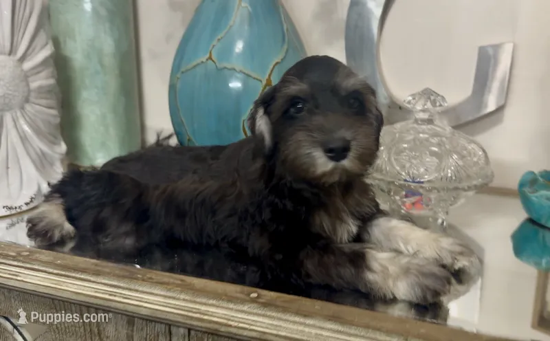 Black & Silver Boy 3 – Miniature Schnauzer puppy for sale in The Rock, GA