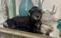 Black & Silver Boy 3, a male Miniature Schnauzer for sale in The Rock, GA – 7 of 8