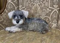 Salt & Pepper Boy, a male Miniature Schnauzer for sale in The Rock, GA – 6 of 7