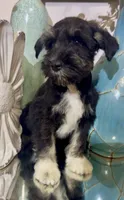 Black Tuxedo Boy 1, a male Miniature Schnauzer for sale in The Rock, GA – 7 of 8