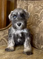 Blue eyed S&P Boy #2, a male Miniature Schnauzer for sale in The Rock, GA – 5 of 7