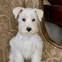 All white girl #1, a female Miniature Schnauzer for sale in The Rock, GA – Photo 5 of 7