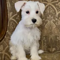 All white girl #1, a female Miniature Schnauzer for sale in The Rock, GA – Photo 3 of 7