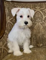 All white girl #1, a female Miniature Schnauzer for sale in The Rock, GA – Photo 2 of 7