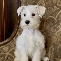 All white girl #1, a female Miniature Schnauzer for sale in The Rock, GA – Photo 4 of 7