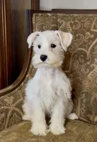 All white girl #1, a female Miniature Schnauzer for sale in The Rock, GA – Photo 4 of 7