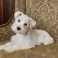 All white girl #1, a female Miniature Schnauzer for sale in The Rock, GA – Photo 2 of 7