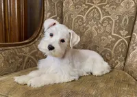 All white girl #1, a female Miniature Schnauzer for sale in The Rock, GA – Photo 1 of 7