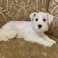 All white girl #1, a female Miniature Schnauzer for sale in The Rock, GA – Photo 7 of 7