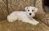 All white girl #1, a female Miniature Schnauzer for sale in The Rock, GA – Photo 7 of 7