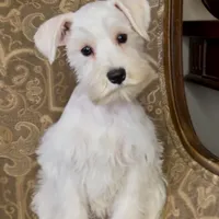 All white girl #1, a female Miniature Schnauzer for sale in The Rock, GA – Photo 1 of 7