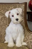 All white girl #1, a female Miniature Schnauzer for sale in The Rock, GA – Photo 3 of 7