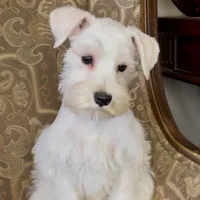 All white girl #1, a female Miniature Schnauzer for sale in The Rock, GA – Photo 6 of 7