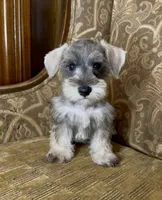 Salt & Pepper Boy, a male Miniature Schnauzer for sale in The Rock, GA – 7 of 7